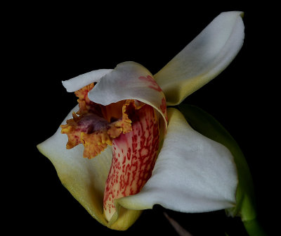 Maxillaria fletcheriana ,  6 cm