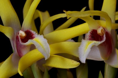 Maxillaria endressii,  close