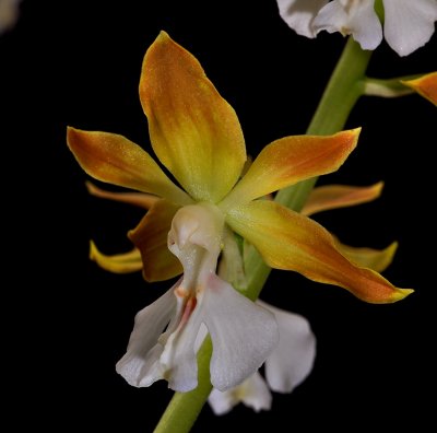 Calanthe  bicolor, 4 cm
