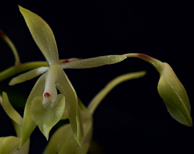 Epidendrum tipuloideum, 2 cm