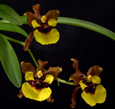 Oncidium croescus, botanic , 2.5 cm