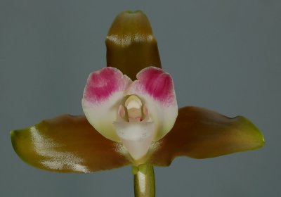 Lycaste macrophylla ssp.  desboisiana