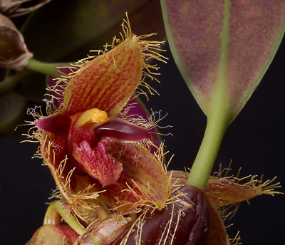Bulbophyllum dayanum, flower 2 cm  Phu Luang