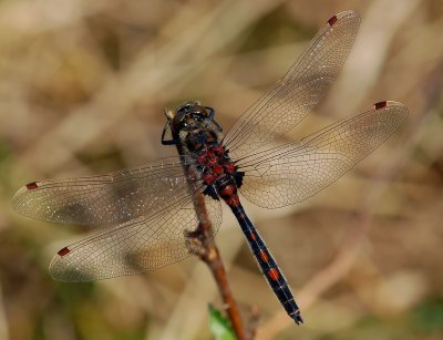 Noordse witsnuit man op kleur, Leucorrhinia rubicunda