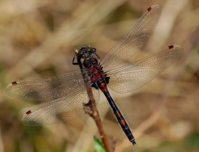 Noordse  witsnuit man op kleur, Leucorrhinia rubicunda