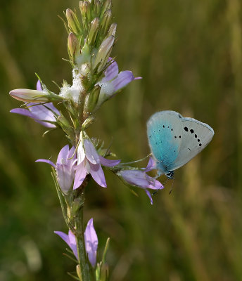 Akkerklokje,  Campanula rapuncoloides