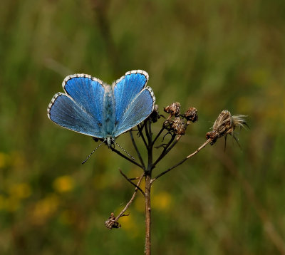 Adonis blauwtje man, Polyommatus bellargus
