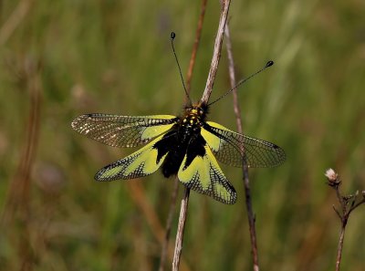 Owlfly - vlinderhaft, Ascalaphus libelluloides