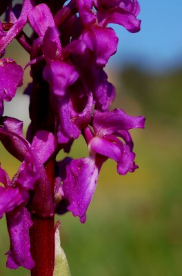 Mannetjes orchis, Orchis mascula ssp. mascula