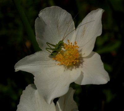 Ranunculus parnassifolius