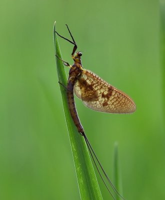 Eendagsvlieg - Tiszavirág
