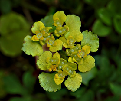 Goudveil,  Chrysosplenium alternifolium