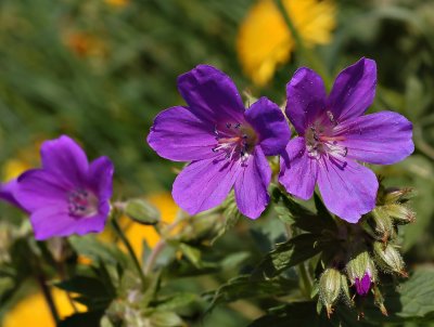 Bosooievaarsbek, Geranium sylvaticum