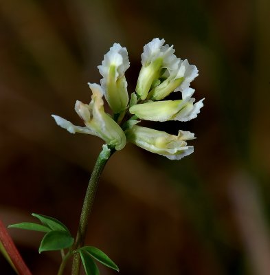 Rankende helmbloem, Ceratocapnos claviculata