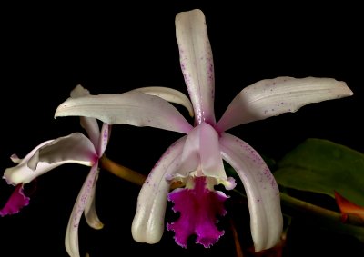 Cattleya intermedia , botanic, flowers  12 cm