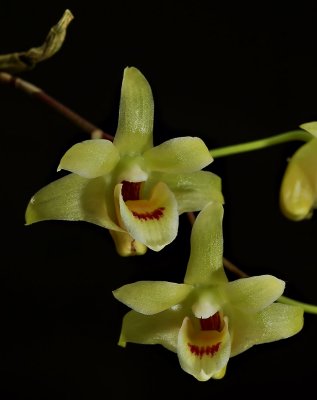 Dendrobium toasense, flowers 2 cm