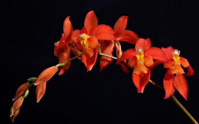 Cochlioda noezliana,  flowers 2 cm