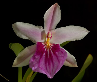 Gallery Miltonia orchids