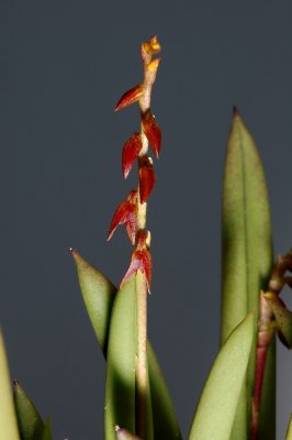 Pleurothallis teres, 0.8 cm