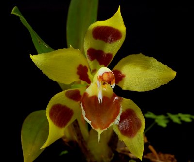 Odontoglossum kegeljanii, botanic, flower 3.5 cm