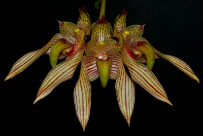 Bulbophyllum  bicolor  CF,  6 cm