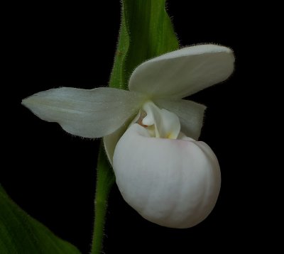 Cypr. reginae 'alba'