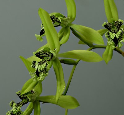 Coelogyne mayeriana , flowers 5 cm
