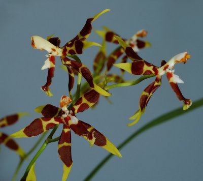 Odontoglossum armatum, botanic , 4 cm