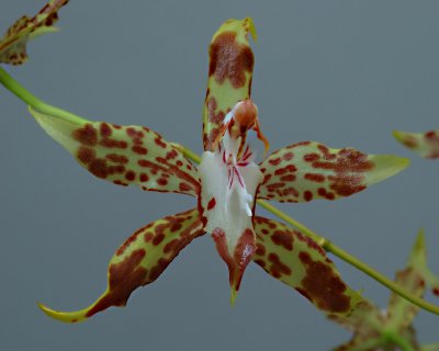 Odontoglossum Cristatellum, botanic , 5.5 cm