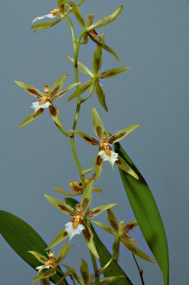 Odontoglossum multistellare, botanic