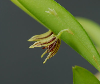 Pleurothallis sp.   flowers 3 mm