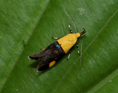 Micronachtvlindertje, Rectiostoma sp. lengte ongeveer 12 mm