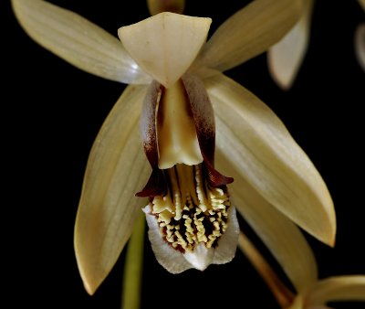 Coelogyne massangeana