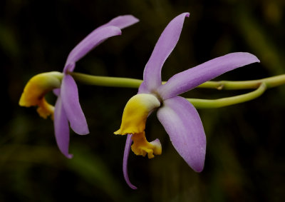 Hoffmannseggella longipes, 4 cm, botanic