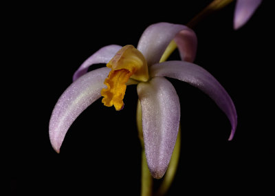 Hoffmannseggella reginae, 3 cm, botanic