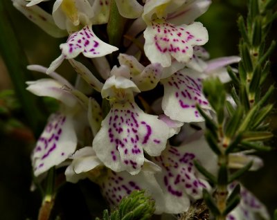 D. maculata ssp. erecitorum x praetermissa