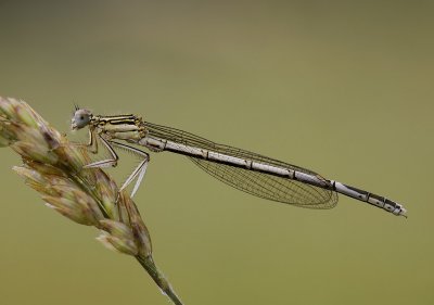 Blauwe breedscheen man jong, nog niet op kleur