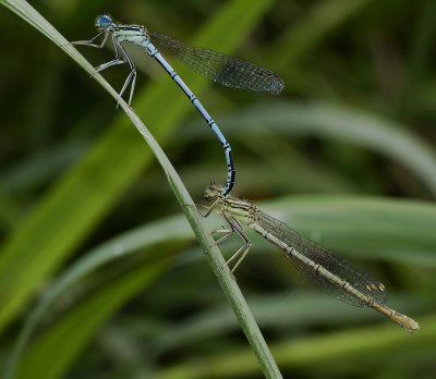 Blauwe breedschenen tandem
