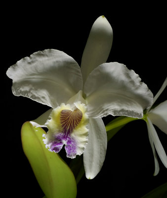 Cattleya lueddemanniana  'coerulea' , botanic, 18 cm