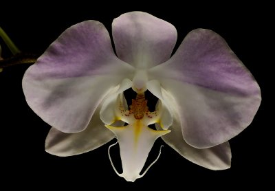 Phalaenopsis sanderiana, botanic 6 cm