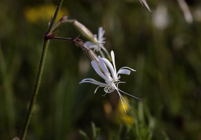  Nachtsilene