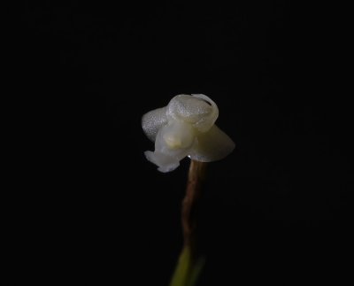 Dendrobium aloifolium, Ueang Mani - Ueang Chang, 4 mm