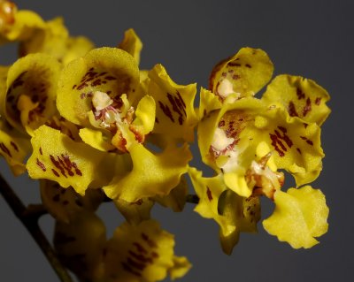 Oncidium cornigerum , 2 cm