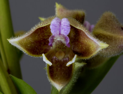 Polystachya johnstonii, 1 cm