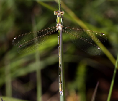 Zwervende pantserjuffer (Lestes barbarus) man, heeft tweekleurige pterostigmas