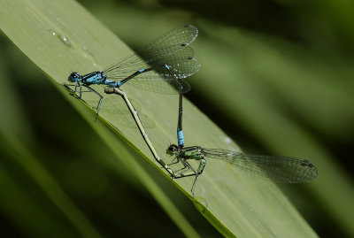 C. pulchellum vorm nigrescens paringswiel