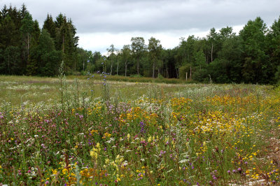 Kalkrijk wild grasland, Estland