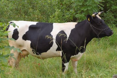 Nakomeling (vaars) van de  oorspronkelijke Friesche koeien van het type zoals de Russen ze destijds importeerden