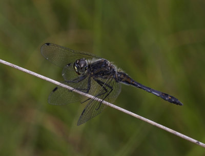 Zwarte heidelibel, man - Sympetrum danae, male