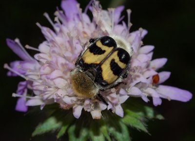 Penseelkever, Trichius fasciatus